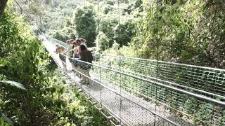 South Shore Canopy Zip Line Roatan [upl. by Yngiram]