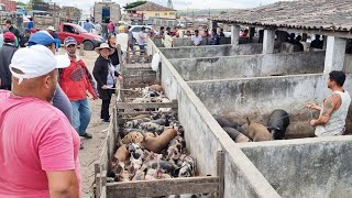 SUÍNOS DE R 8000 SÓ EM CAPOEIRAS PE ALÉM DE CAPRINOS E OVINOS 03112023 nordeste [upl. by Esimaj]