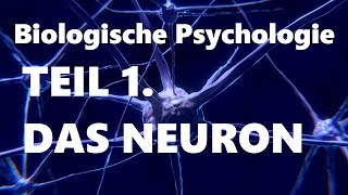 Das Neuron Teil 1 Biologische Psychologie [upl. by Eineeuq214]