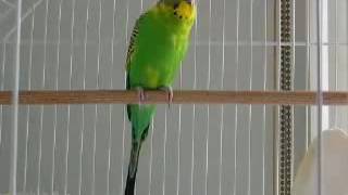 Banco the budgie calling chirping screaming Budgerigars parrots birds [upl. by Coppock]