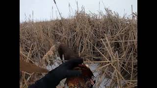 Rooster holding tight DISCO on point early trigger pull Late season South Dakota pheasant [upl. by Erikson]