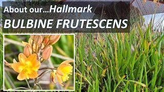 About BULBINE FRUTESCENS Hallmark or Tiny Tangerine Succulent identification care propagating [upl. by Woll]