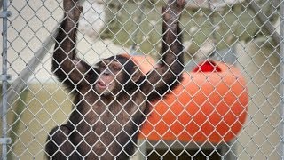 Chimpanzee Lawsuit Seeks Freedom Personhood For Apes [upl. by Neelrihs]