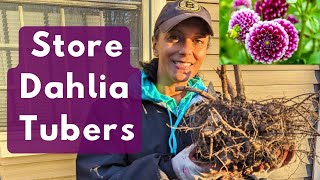 Storing Dahlias for Winter Storage 5b Annuals [upl. by Avihs]