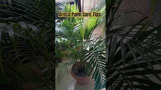 Areca Palm CareAreca Palm Care TipsAreca Palm [upl. by Fabria]