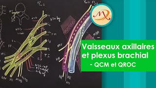 Anatomie des vaisseaux axillaires et du plexus brachial QCM et QROC [upl. by Ecnesse358]