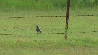 2024 ground CuckooShrike and baby [upl. by Py]