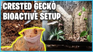 How To Setup a Bioactive Tank for a Crested Gecko [upl. by Pinette]