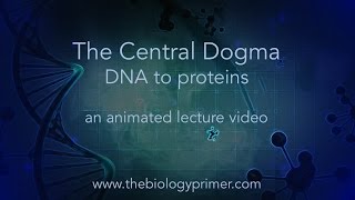 The Central Dogma DNA to proteins an animated lecture video [upl. by Eanat]