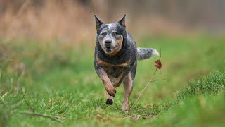 The Adorable Australian Cattle Dog An AllRound Working Breed [upl. by Anoo445]