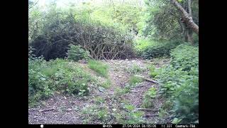 So cute 4 baby Rabbits together in Cambs UK 27 April 2024 705pm Trail Camera [upl. by Sullecram428]