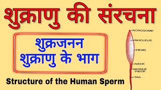 The Structure of human sperm in hindi  Structure of sperm  शुक्राणु की संरचना  biology science sk [upl. by Dranel]