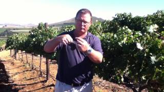 Harvest QampA Picking Kanonkop Pinotage [upl. by Kluge905]