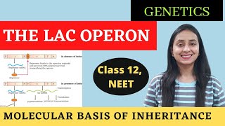 The Lac Operon  Class 12 Genetics  Molecular Basis of Inheritance [upl. by Aram888]