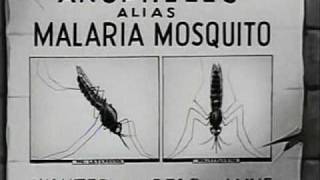 How Malaria is Transmitted 1943 [upl. by Edra]