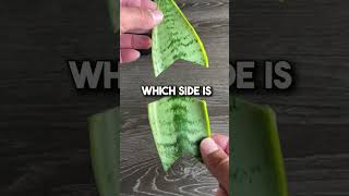 How To Propagate a Sanseveria “Snake Plant” [upl. by Massie193]