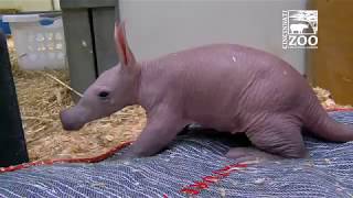 Baby Aardvark  Cincinnati Zoo [upl. by Razatlab]