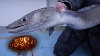 Catching A Lively Conger Eel In Southern England  EEL  River Monsters [upl. by Seditsira487]