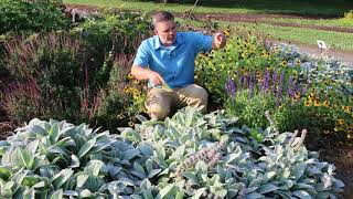 Lambs ear Stachys byzantina  Plant Identification [upl. by Panthea293]