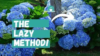 Beginners Guide to Hydrangea Care  Lazy Gardeners Guide to Hydrangeas [upl. by Drooff]