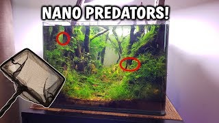 Adding NANO PREDATOR FISH To The Forest Aquarium [upl. by Alphonsine906]