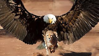 This is What the Most Dangerous Eagle in the World Can Do [upl. by Kinsler15]