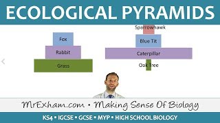 Ecology  Pyramids of Number and Biomass  GCSE Biology 91 [upl. by Currie]