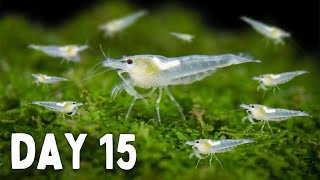 BREEDING Shrimp How Many in 30 Days [upl. by Buskirk]