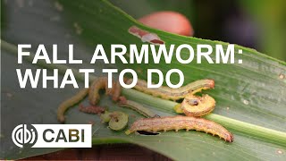 Fall Armyworm What to do [upl. by Pressey]