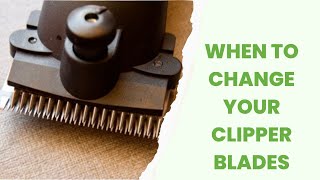 When to Change Your Horses Clipper Blades [upl. by Leticia601]