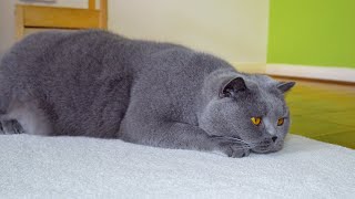 British Shorthair Cat is getting his daily brushing [upl. by Leugar828]