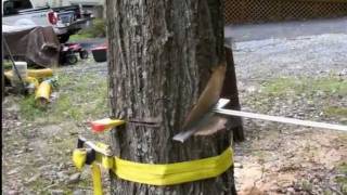 LIGHTNING STRUCK RED OAK [upl. by Granoff941]