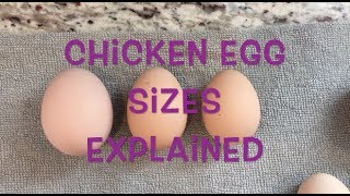 Chicken Egg Sizes Explained [upl. by Mikahs942]