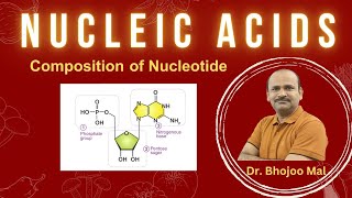 Nucleic Acids  Nucleotide  Class 11 Biology  by Dr Bhojoo Mal [upl. by Mcmillan]