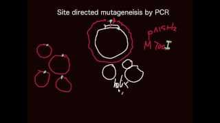 Principle of sitedirected mutagensis by PCR [upl. by Franni]