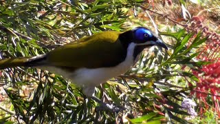 Bluefaced honeyeater  Entomyzon cyanotis [upl. by Okiram589]