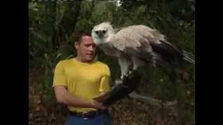 jeff corwin and harpy eagle [upl. by Oeram]