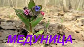 Польза и применение медуницы Lungwort [upl. by Moulton]