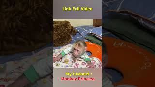 Monkey NANA woke up and missed her dad so much shorts smartmonkey babymonkey monkeynana [upl. by Atinauj]