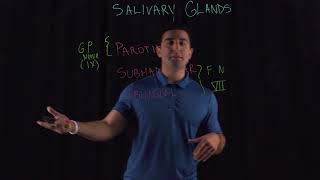 Salivary Glands [upl. by Meunier]