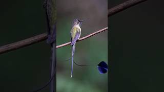 amazing Bird anokha Bird 🐦🐦 idumba  beautiful birds new nature  short [upl. by Lawler]