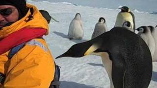 Emperor Penguin  Close Encounter of the Third Kind [upl. by Jamin]