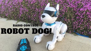 Radio Control Robot Dog From Kmart  First Look Review [upl. by Salokkin]