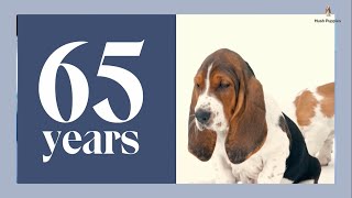 Celebrating 65 years of Hush Puppies [upl. by Stacia512]