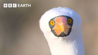 Extraordinary Nature Scenes in 4K  BBC Earth [upl. by Thapa496]