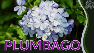 PLUMBAGO Growing and Caring for Tips Plumbago auriculata [upl. by Adnowat]