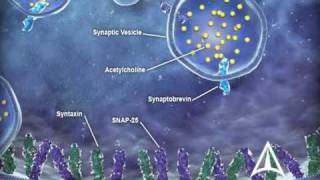 US WorldMeds  Mechanism of Action [upl. by Mcfarland243]