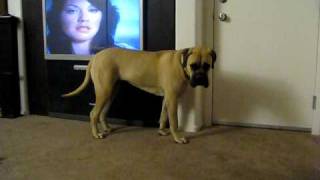 Bullmastiff vs Housefly [upl. by Kozloski]