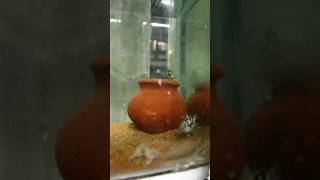 🐟polar parrot breeding setup💙  flowerhorn fish farm in Coimbatore [upl. by Chemosh]