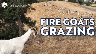 Fire Goats Grazing [upl. by Aical60]